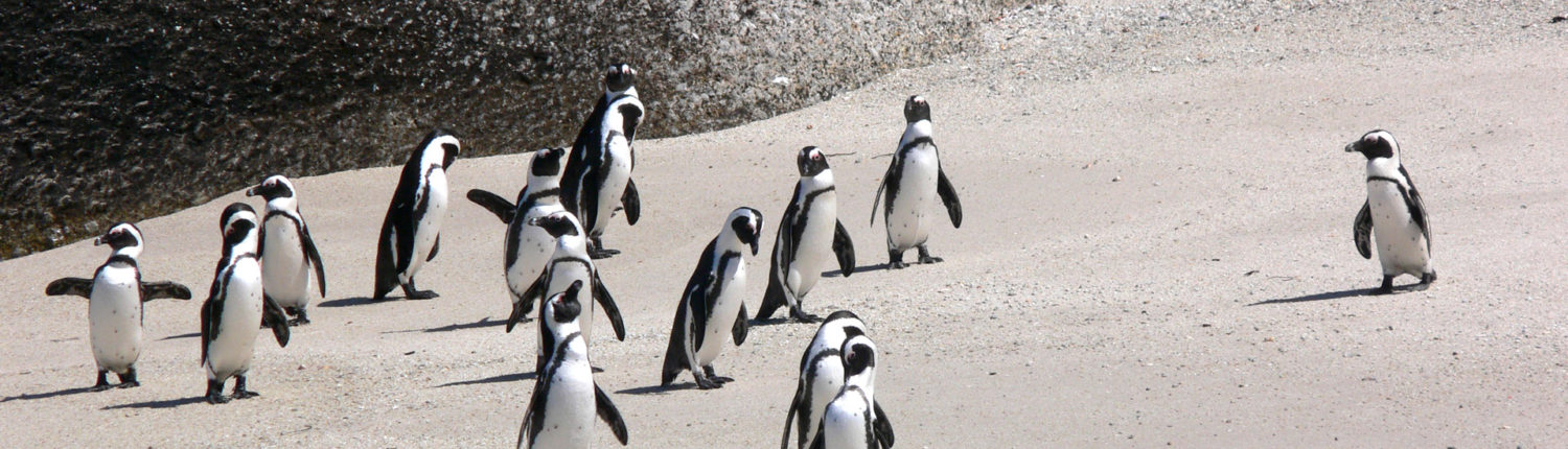 Penguins in Boulder Bay